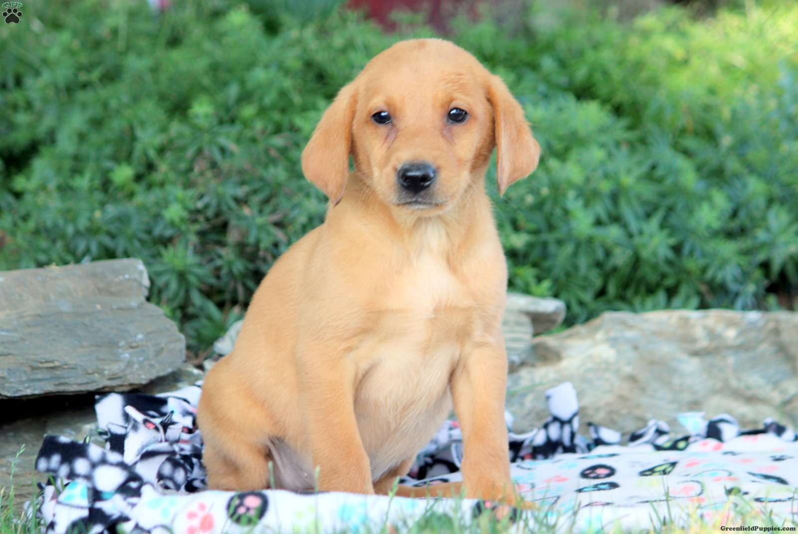 Peter - Fox Red Labrador Retriever Puppy For Sale in Pennsylvania