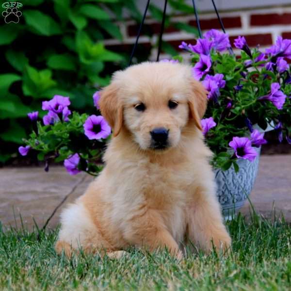 Petunia, Golden Retriever Puppy