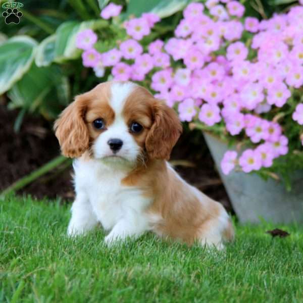 Petunia, Cavalier King Charles Spaniel Puppy