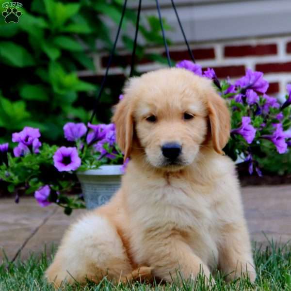 Peyton, Golden Retriever Puppy