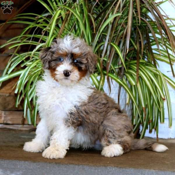 Peyton, Bernedoodle Puppy