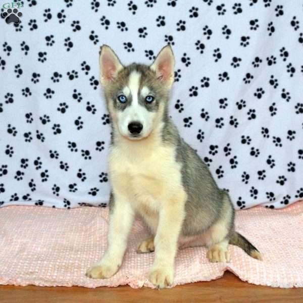 Philip, Siberian Husky Puppy