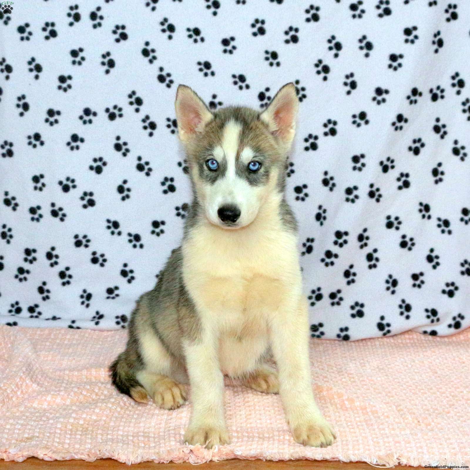 Philip - Siberian Husky Puppy For Sale in Pennsylvania