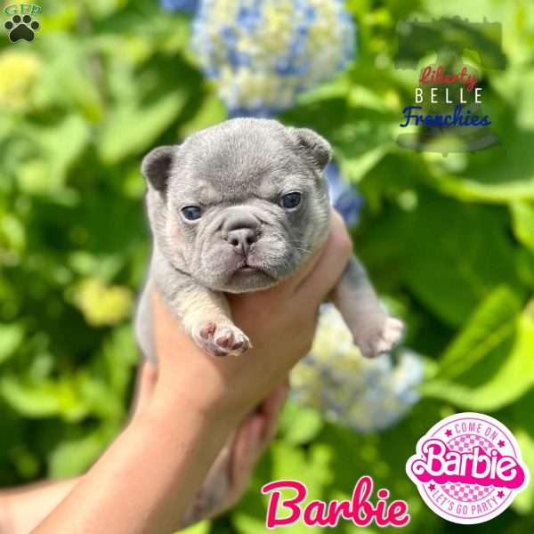 Barbie, French Bulldog Puppy