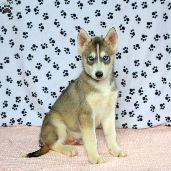 Pike, Siberian Husky Puppy