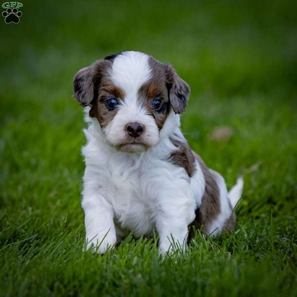 Pilot, Cavapoo Puppy