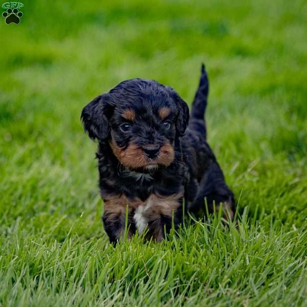 Piper, Cavapoo Puppy