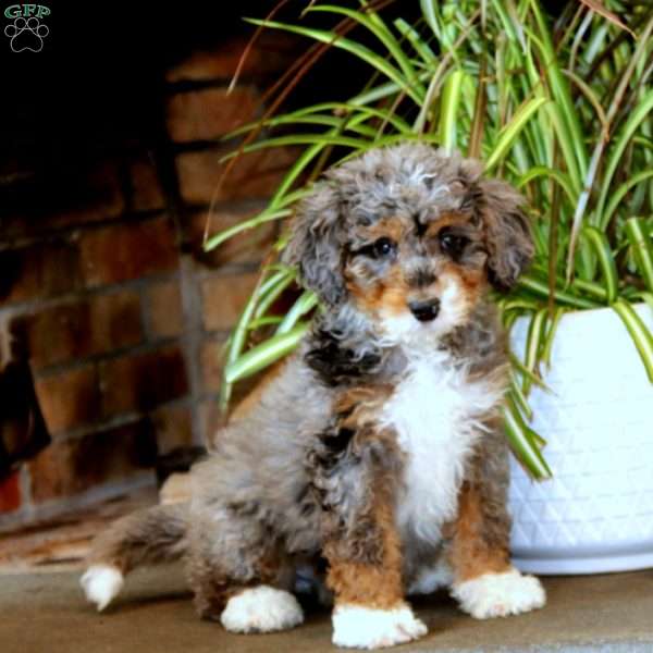 Piper, Bernedoodle Puppy