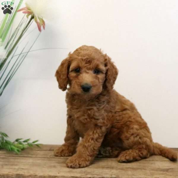 Piper, Mini Labradoodle Puppy