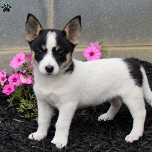 Polly, Jack Russell Mix Puppy