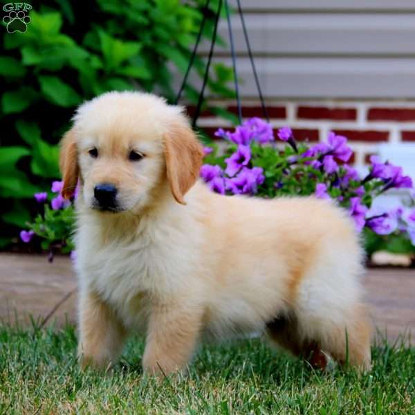 Poncho, Golden Retriever Puppy