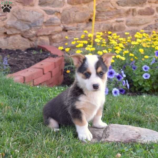 Poppy, Pembroke Welsh Corgi Puppy