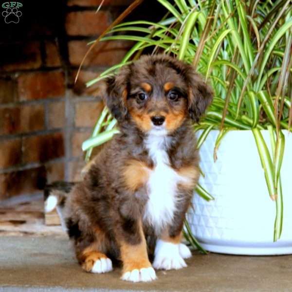 Poppy, Bernedoodle Puppy