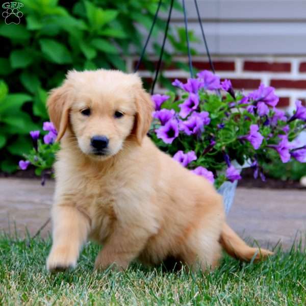 Precious, Golden Retriever Puppy