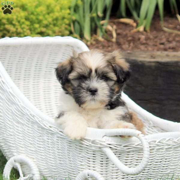 Preston, Shih Tzu Puppy