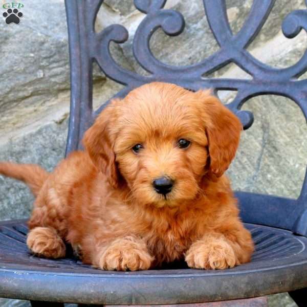 Preston-F1B, Mini Goldendoodle Puppy