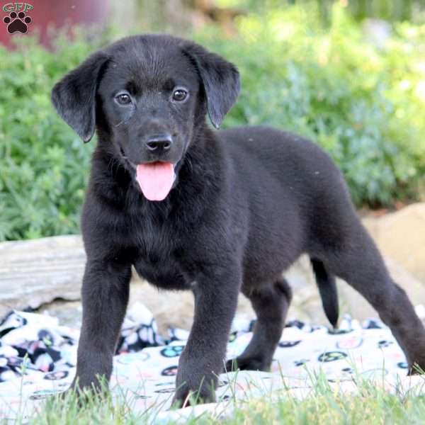 Preston, Black Labrador Retriever Puppy