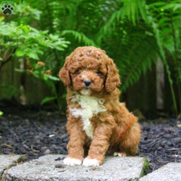 Preston, Miniature Poodle Puppy