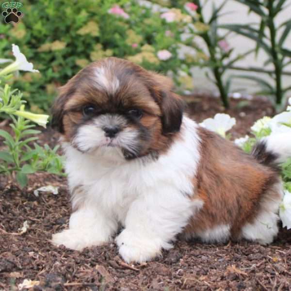 Prince, Shih Tzu Puppy