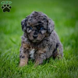 Princess, Cavapoo Puppy