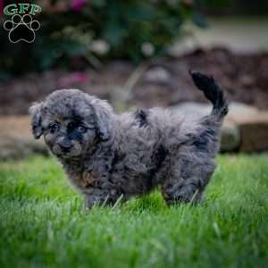 Princess, Cavapoo Puppy