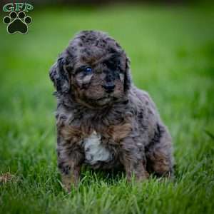 Princess, Cavapoo Puppy