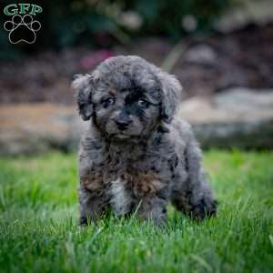 Princess, Cavapoo Puppy