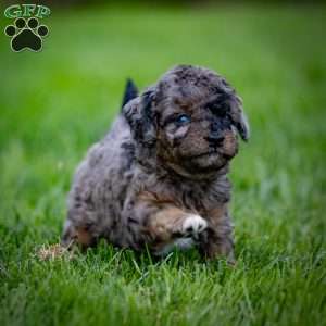 Princess, Cavapoo Puppy