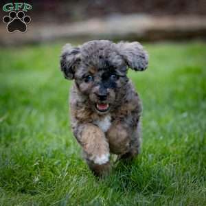 Princess, Cavapoo Puppy