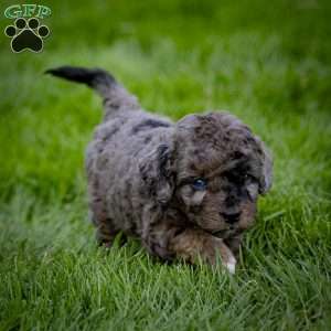 Princess, Cavapoo Puppy