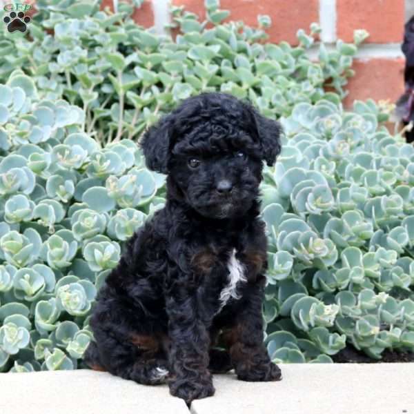 Princess, Cavapoo Puppy