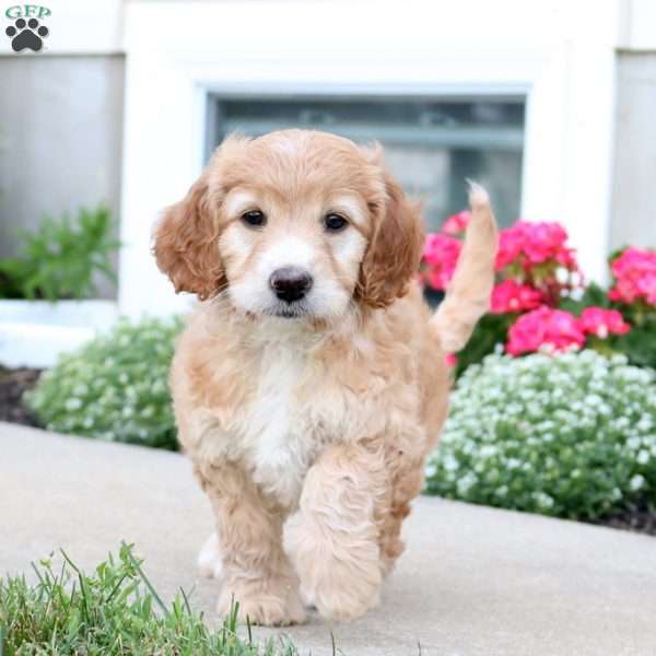 Queenie, Irish Doodle Puppy