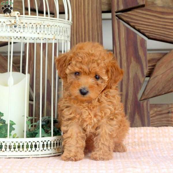 Quinn, Toy Poodle Puppy