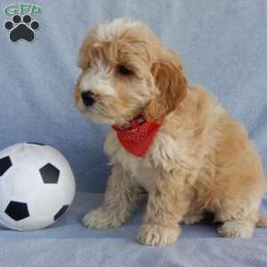 Max, Mini Goldendoodle Puppy