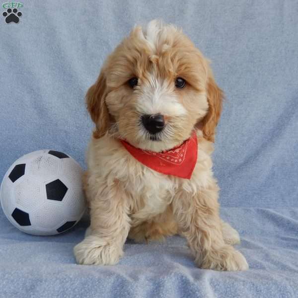 Max, Mini Goldendoodle Puppy