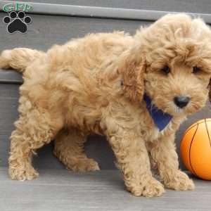 Logan, Mini Goldendoodle Puppy