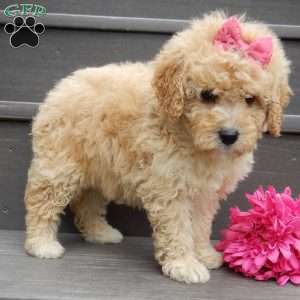 Ivy, Mini Goldendoodle Puppy