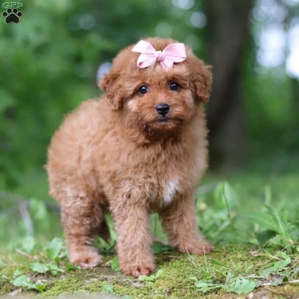 Rachel, Mini Goldendoodle Puppy