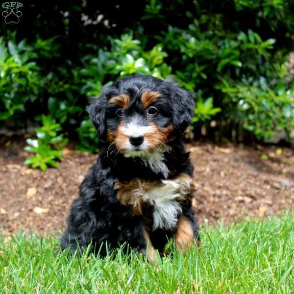 Rachel, Mini Bernedoodle Puppy