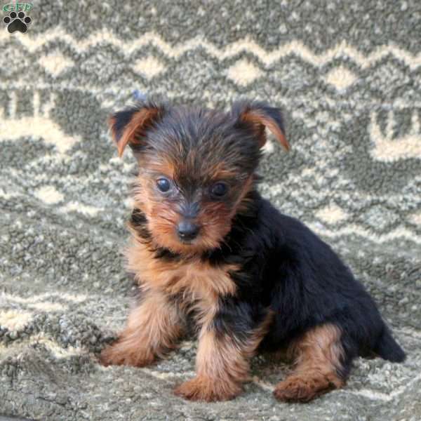 Rachel, Yorkie Puppy