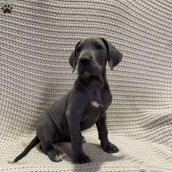 Rachel, Great Dane Puppy