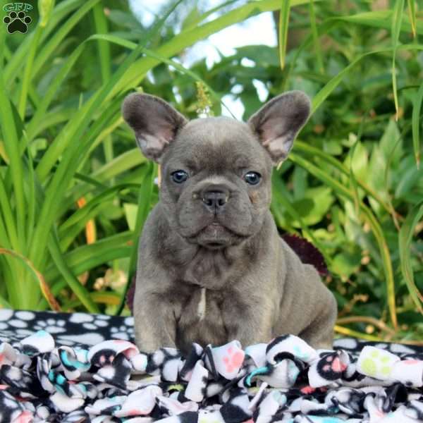 Raina, French Bulldog Puppy