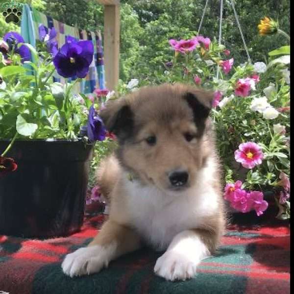 Rambo, Collie Puppy