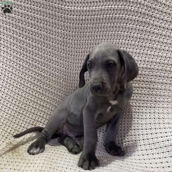 Rambo, Great Dane Puppy