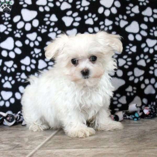 Randy, Maltese Puppy