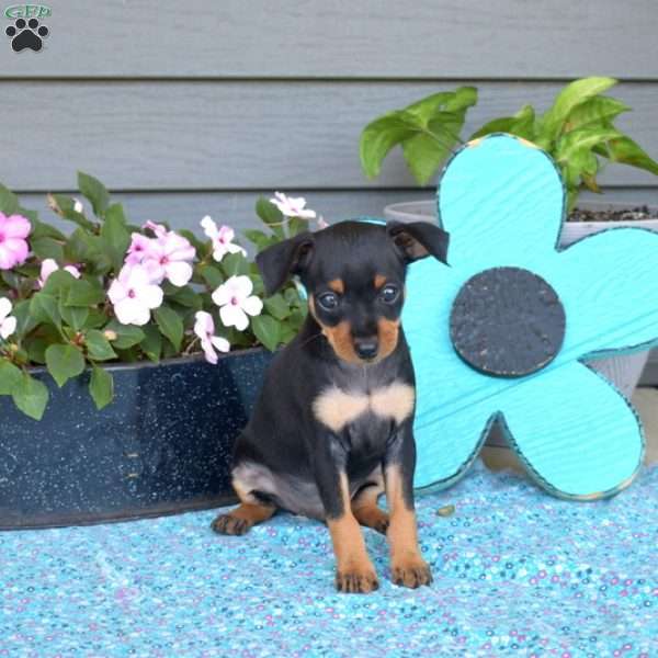 Ranger, Miniature Pinscher Puppy