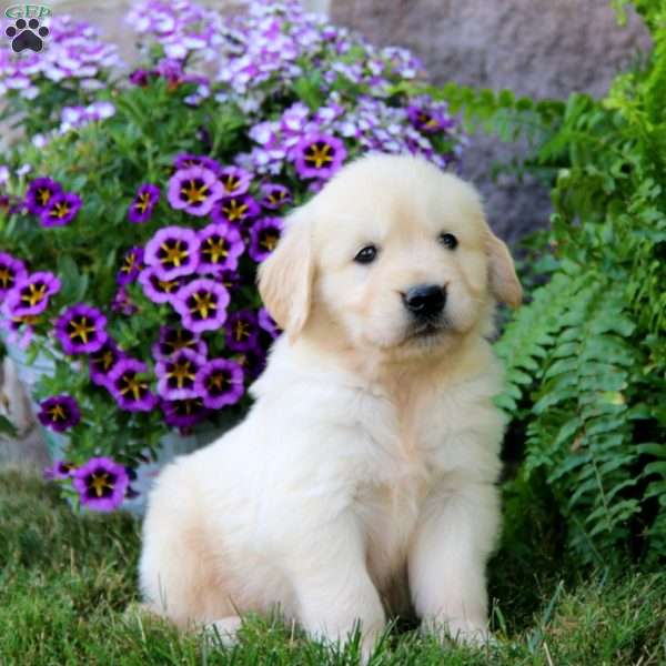 Ranger, Golden Retriever Puppy