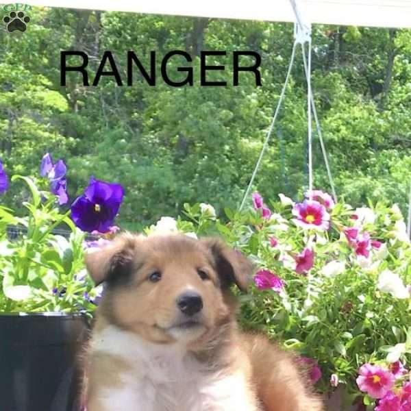 Ranger, Collie Puppy