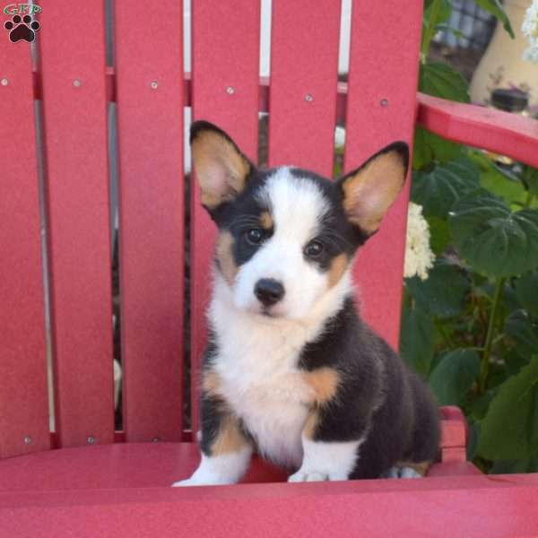 Rascal, Pembroke Welsh Corgi Puppy