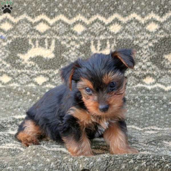 Rascal, Yorkie Puppy